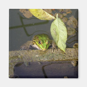 Aufpassender Frosch, Magnet