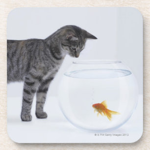 Aufpassender Goldfisch der neugierigen Katze im Getränkeuntersetzer
