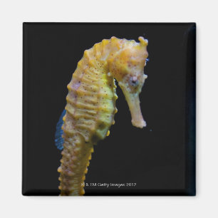 aufrechtes swimmerequine shapeprehensile taillong magnet