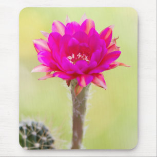 Aufregende Antimaterie Kaktus Blüte Mousepad