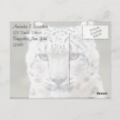 Aufrichtiger Schneeleopard Dankeschön Postkarte (Rückseite)