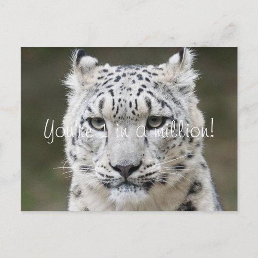 Aufrichtiger Schneeleopard Dankeschön Postkarte (Vorderseite)