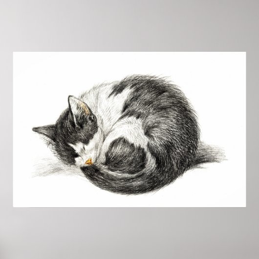 Aufrollende schlafende Katze (1825) Poster (Vorne)