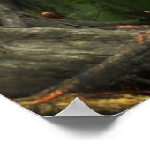 Aufruf der Postsiererin für das Südliche Foto Poster (Ecke)