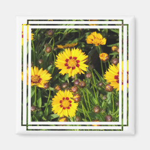 Aufsteigendes Sun Coreopsis Square Magnet