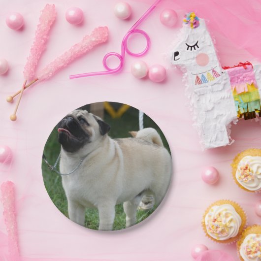 Aufstellung des Mops Pappteller (Party)