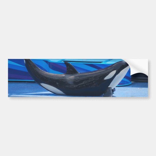 Aufstellung des Orca-Autoaufklebers Autoaufkleber (Vorne)