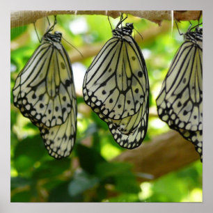 Auftauchen vom Kokon-Plakat Poster