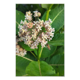 Aufteilung und Eroberung von Bienen Fotodruck