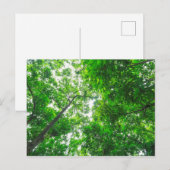 Aufwärts Ansicht der Bäume Postkarte (Vorne/Hinten)