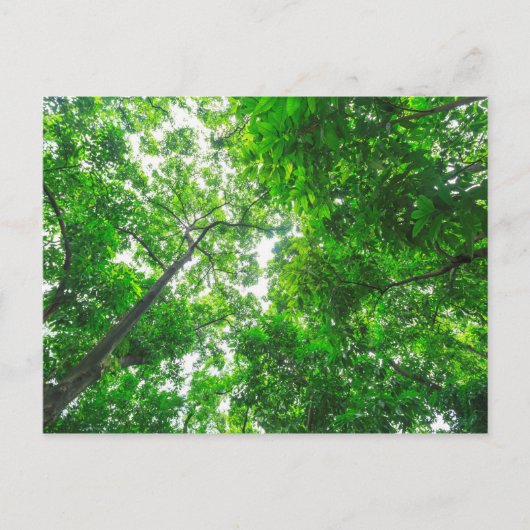 Aufwärts Ansicht der Bäume Postkarte (Vorderseite)