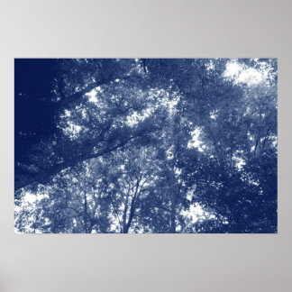 Aufwärts in den Bäumen - Cyanotypeffekt Poster