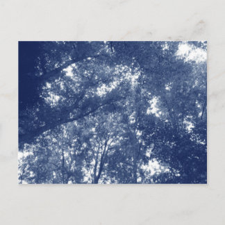 Aufwärts in den Bäumen - Cyanotypeffekt Postkarte