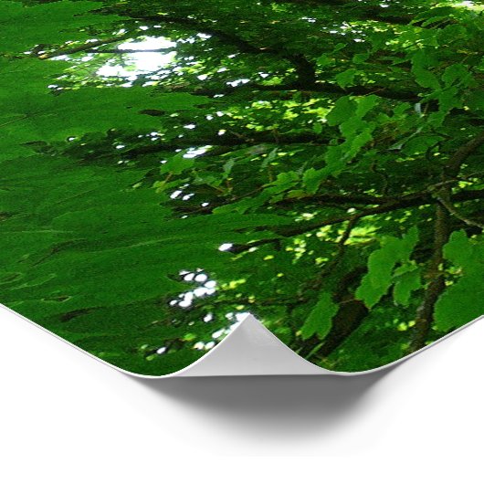 Aufwärts in den Bäumen Poster (Ecke)