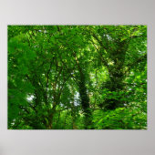 Aufwärts in den Bäumen Poster (Vorne)