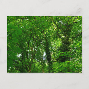 Aufwärts in den Bäumen Postkarte