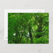 Aufwärts in den Bäumen Postkarte (Vorne/Hinten)