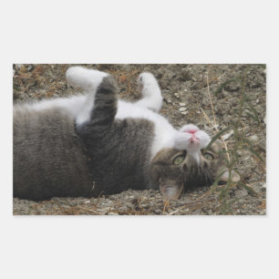 Aufwärts kleber für das Kitty-Rechteck Rechteckiger Aufkleber