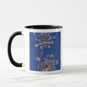 Aufwärtsblick auf Bärenklau im Winter bedeckt mit Tasse