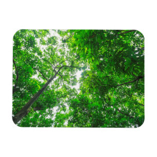 Aufwärtsblick auf Bäume Magnet
