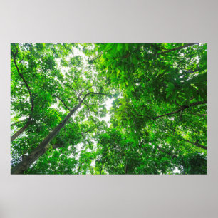 Aufwärtsblick auf Bäume Poster