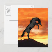 Aufzuchtpferde Postkarte (Vorne/Hinten)