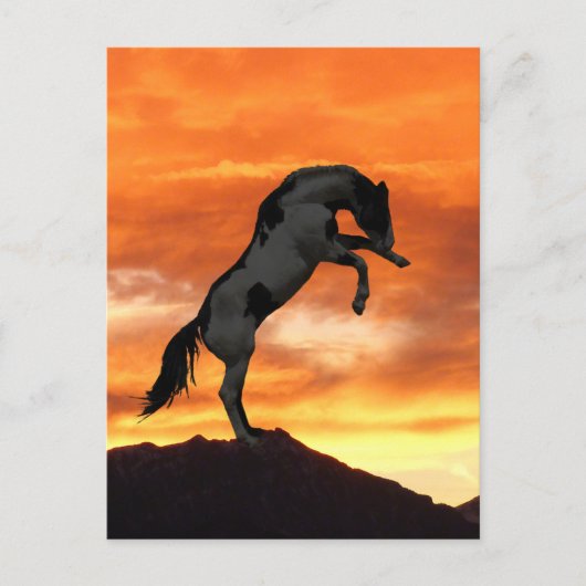 Aufzuchtpferde Postkarte (Vorderseite)