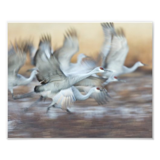 Aufzug von Sandhill Cranes Fotodruck (Vorne)
