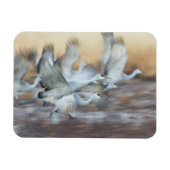 Aufzug von Sandhill Cranes Magnet (Horizontal)