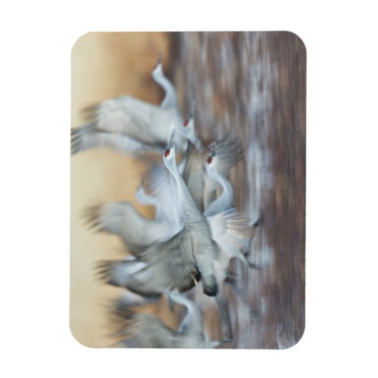 Aufzug von Sandhill Cranes Magnet (Vertikal)