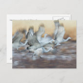 Aufzug von Sandhill Cranes Postkarte (Vorne/Hinten)