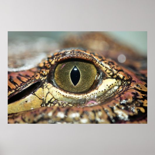 Auge auf dich Gator Poster (Vorne)