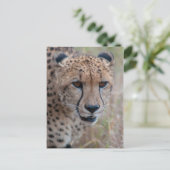 Auge bis Augen - Gepard Postkarte (Stehend Vorderseite)