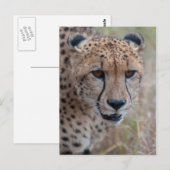 Auge bis Augen - Gepard Postkarte (Vorne/Hinten)
