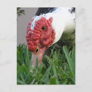 Auge der Ente Nahaufnahme-Fotografie Postkarte