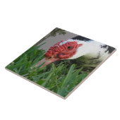 Auge der Enten-Nahaufnahme-Fotografie Fliese (Seite)