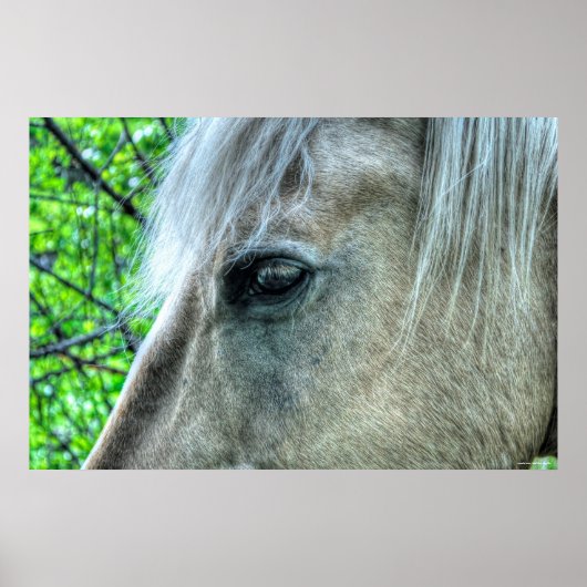 Auge der weißen Ranch Mare Foto 2 Poster (Vorne)