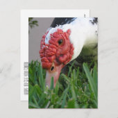 Auge des Nah-up-Entenfotos Postkarte (Vorne/Hinten)