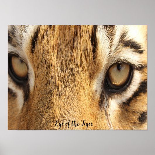 Auge des Tiger Poster Big Cat (Vorne)