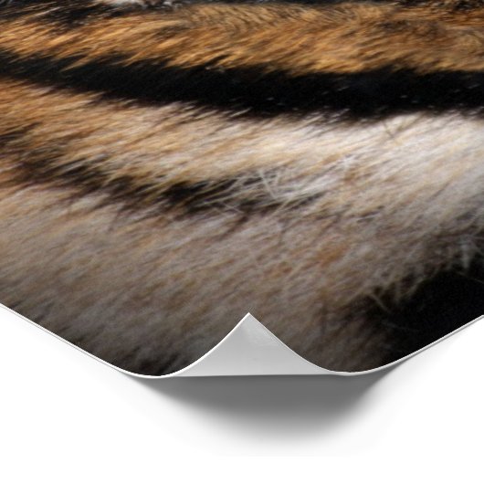 Auge des Tigers Poster (Ecke)