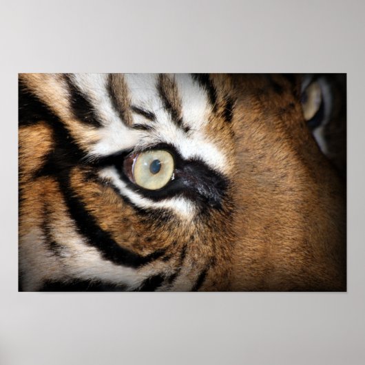 Auge des Tigers Poster (Vorne)