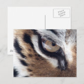 Auge des Tigers Postkarte (Vorne/Hinten)