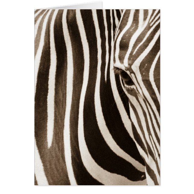 Auge des Zebra (Vorne)