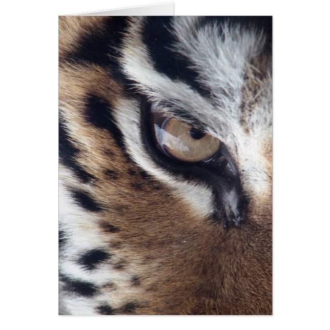 Auge eines Tigers (Vorne)