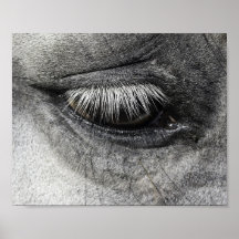 Auge, equine fine art nahe to photography,