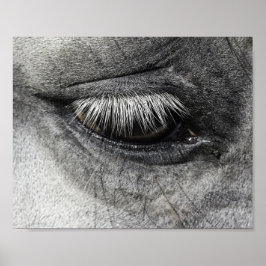 Auge, equine fine art nahe to photography, poster