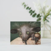 Auge mit grünen Augen, großen Ohren und Haarspeck Postkarte (Stehend Vorderseite)