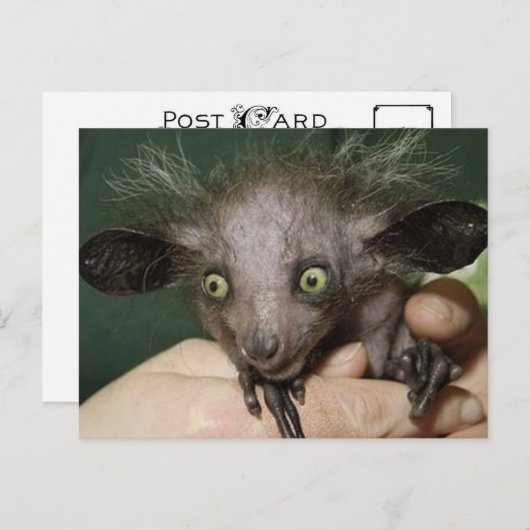 Auge mit grünen Augen, großen Ohren und Haarspeck Postkarte (Vorne/Hinten)