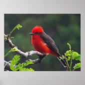 Auge-Poster Poster (Vorne)