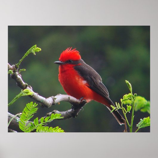 Auge-Poster Poster (Vorne)